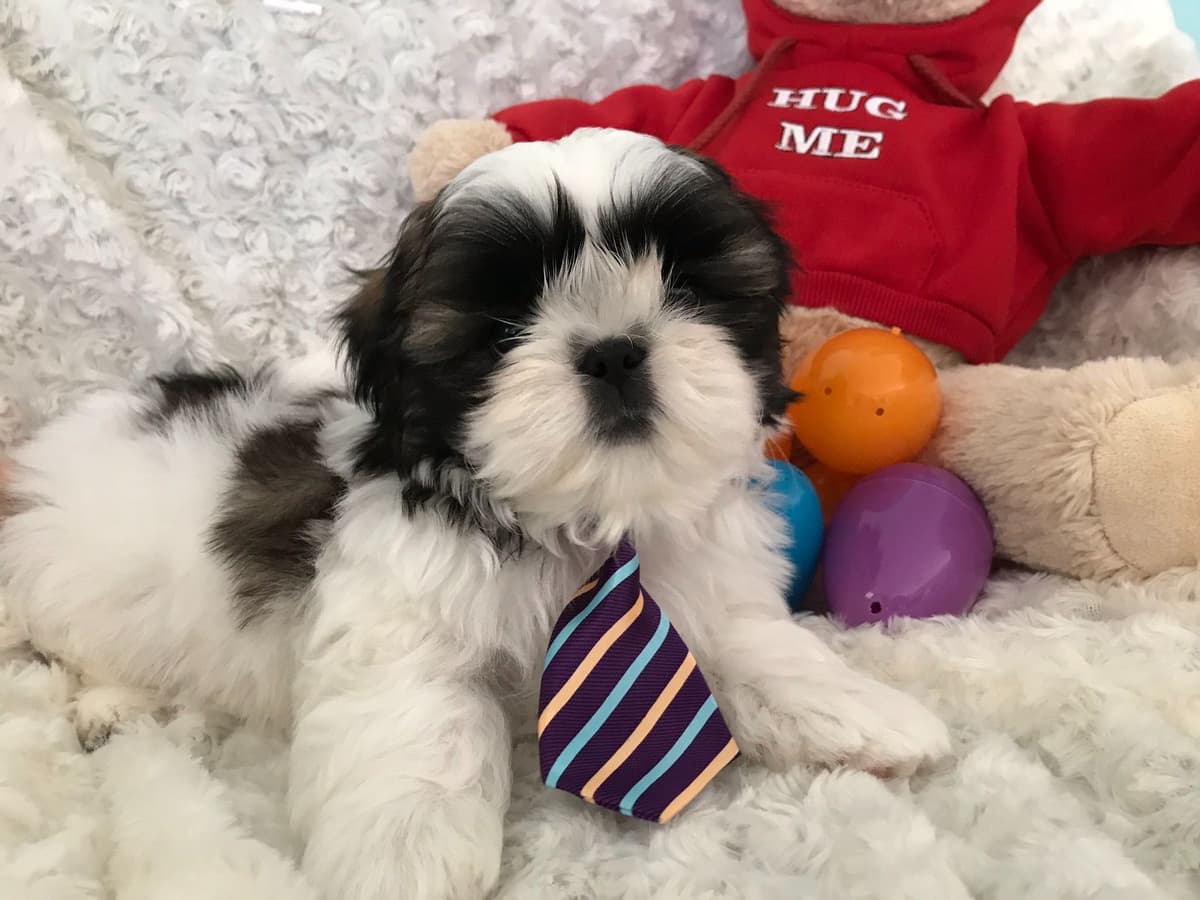 Shih Tzu Puppies breeder image 17