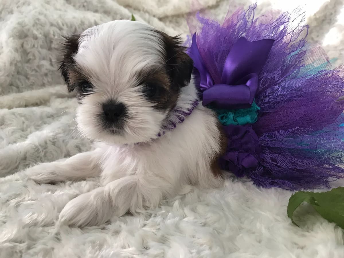 Shih Tzu Puppies breeder image 16