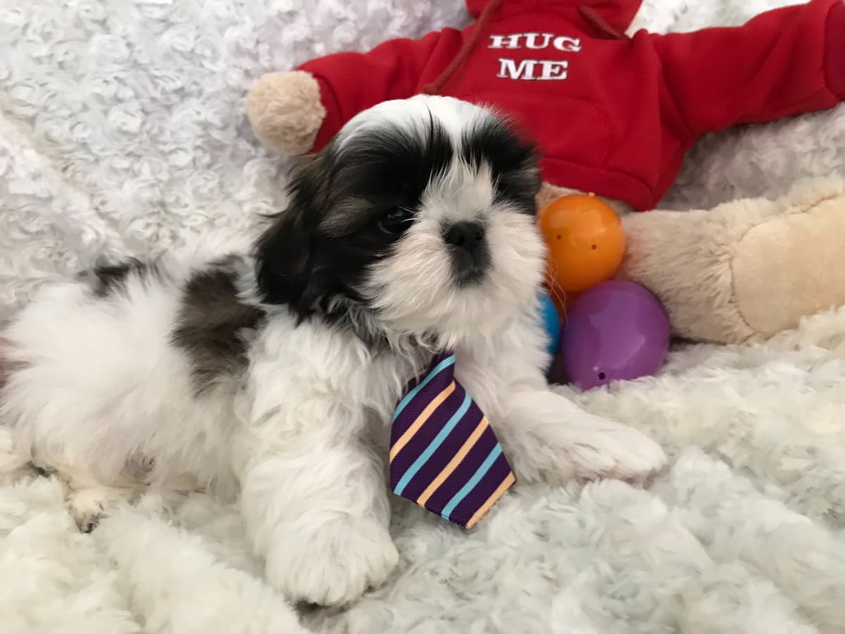 Shih Tzu Puppies breeder image 18