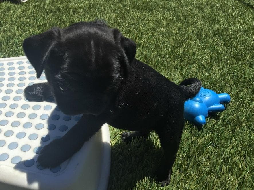 Rare AKC Black Female Pugs Ready - Huntington Beach breeder image 3