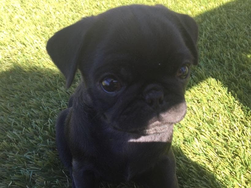 Rare AKC Black Female Pugs Ready - Huntington Beach breeder image 5