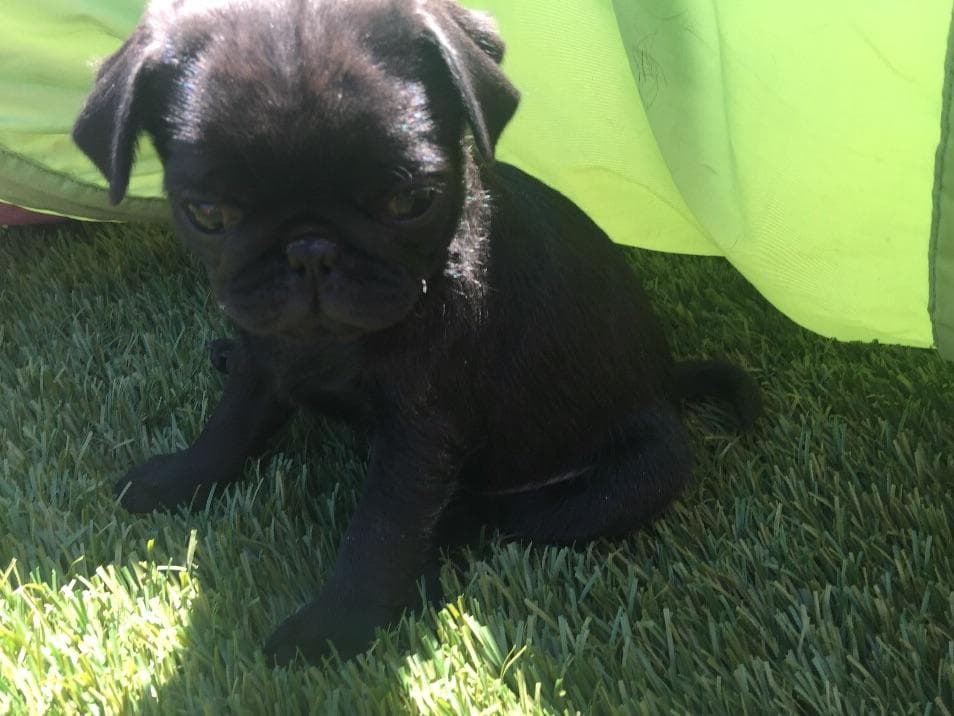 Rare AKC Black Female Pugs Ready - Huntington Beach breeder image 6