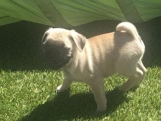 Rare AKC Black Female Pugs Ready - Huntington Beach breeder image 8