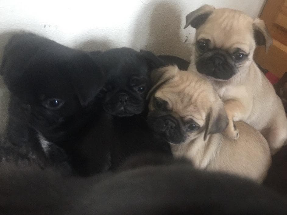 Rare AKC Black Female Pugs Ready - Huntington Beach breeder image 9