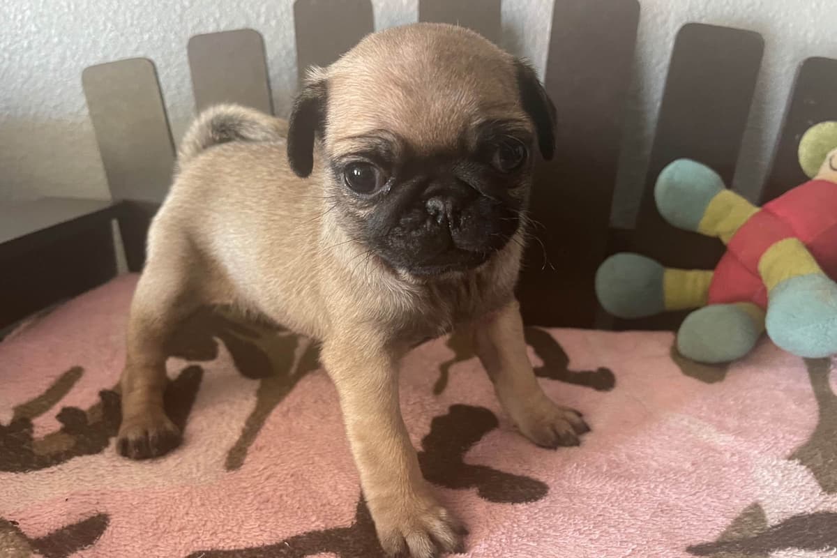 Rare AKC Black Female Pugs Ready - Huntington Beach breeder image 10
