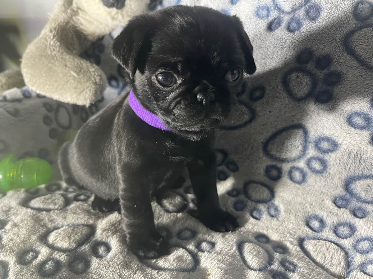 Rare AKC Black Female Pugs Ready - Huntington Beach breeder image 11