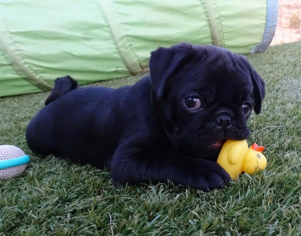 Rare AKC Black Female Pugs Ready - Huntington Beach breeder image 13