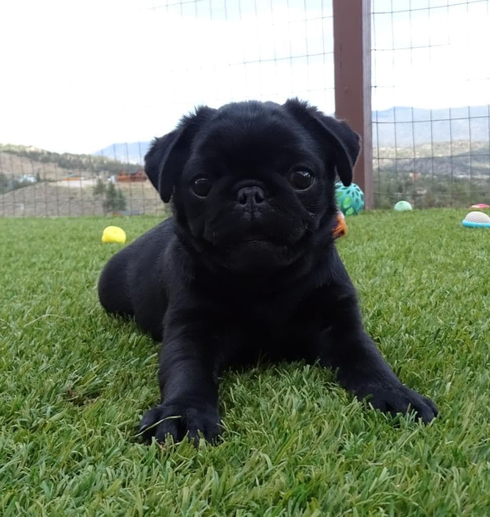Rare AKC Black Female Pugs Ready - Huntington Beach breeder image 14