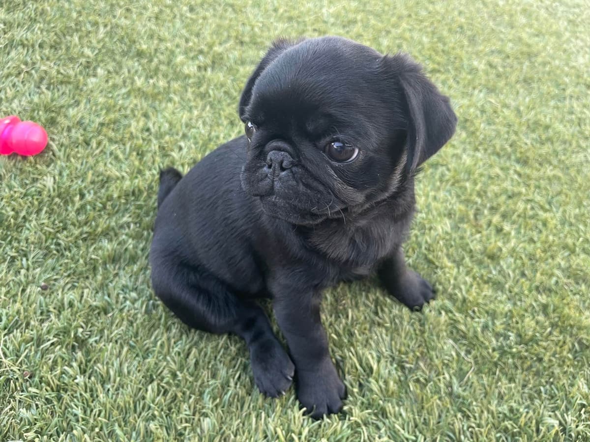 Rare AKC Black Female Pugs Ready - Huntington Beach breeder image 16