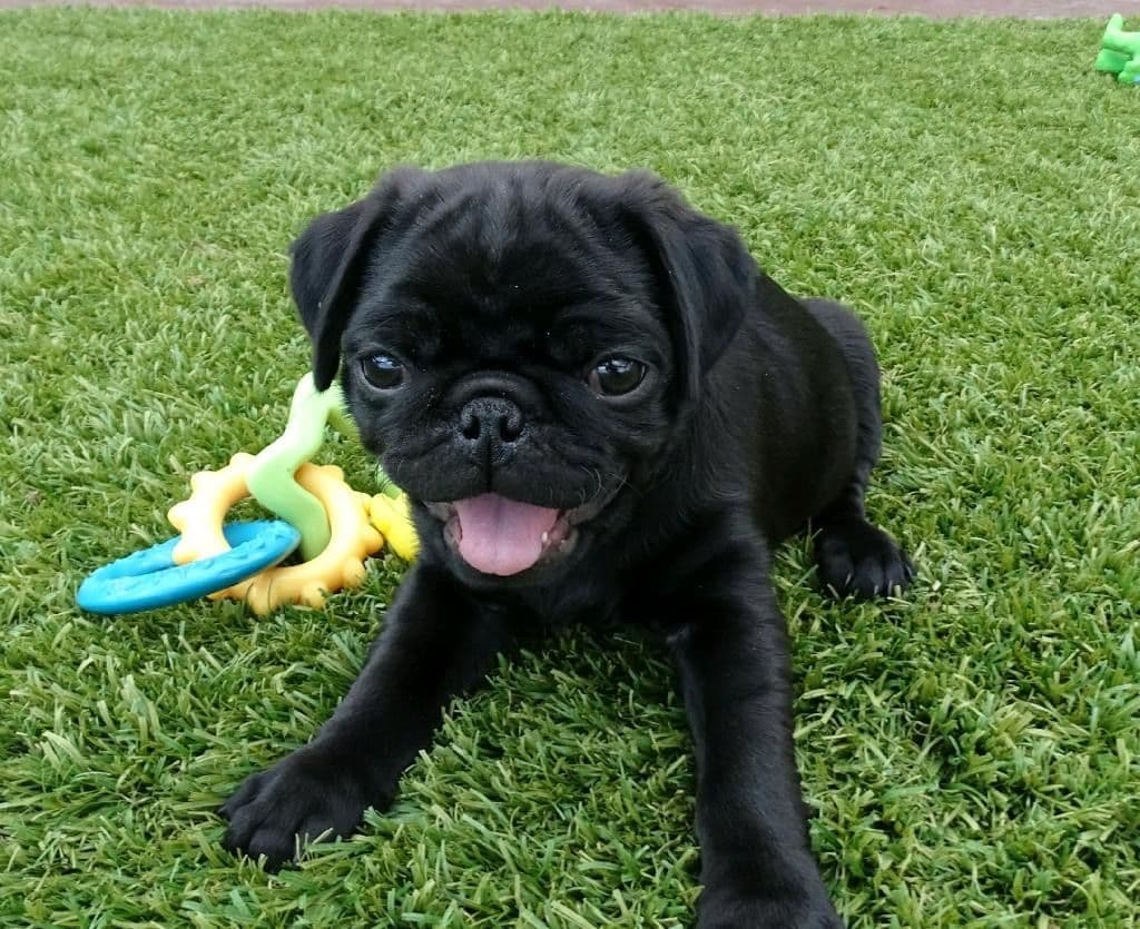 Rare AKC Black Female Pugs Ready - Huntington Beach breeder image 15