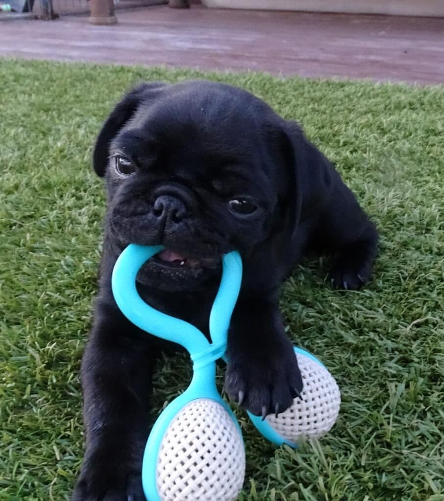 Rare AKC Black Female Pugs Ready - Huntington Beach breeder image 18