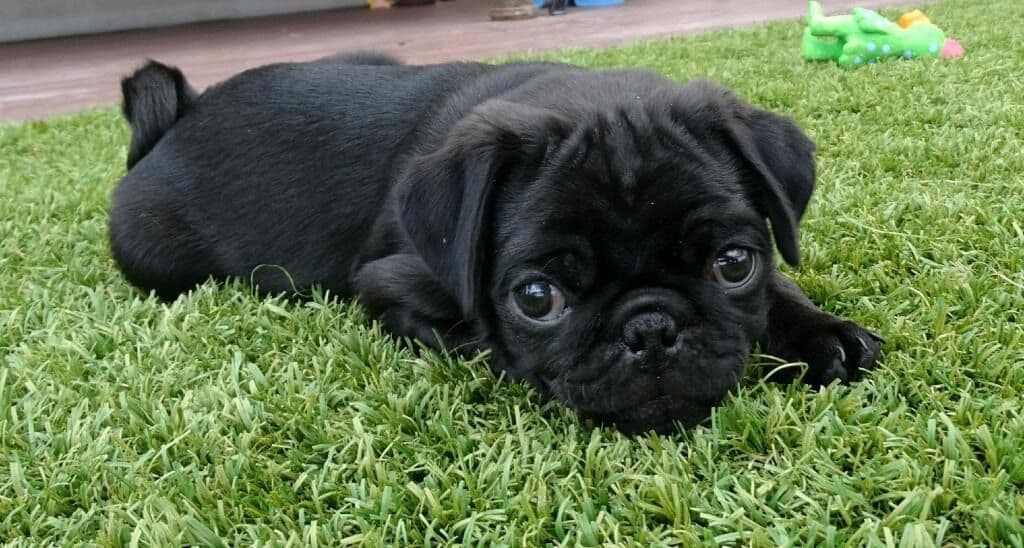 Rare AKC Black Female Pugs Ready - Huntington Beach breeder image 17