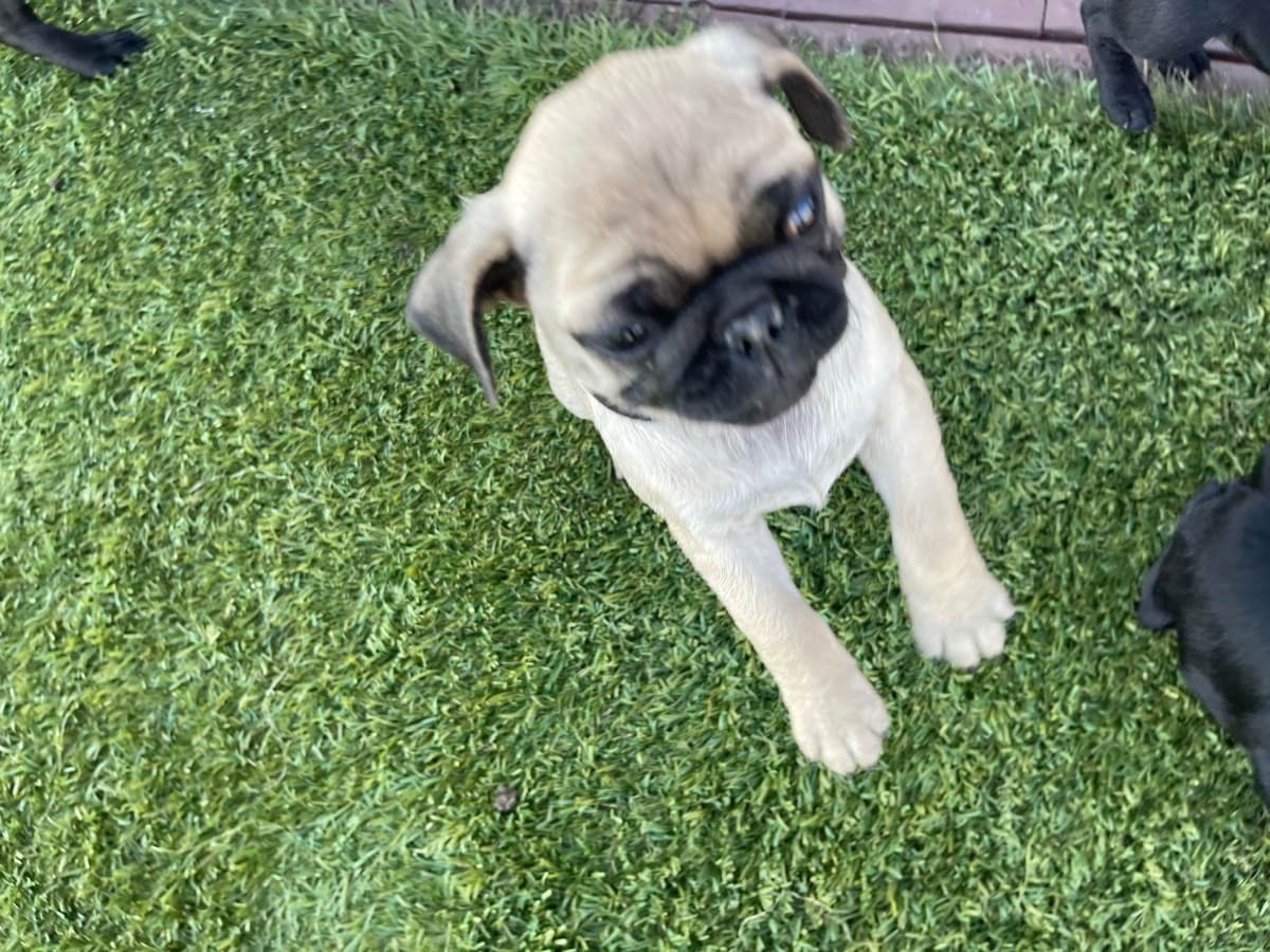 Rare AKC Black Female Pugs Ready - Huntington Beach breeder image 19