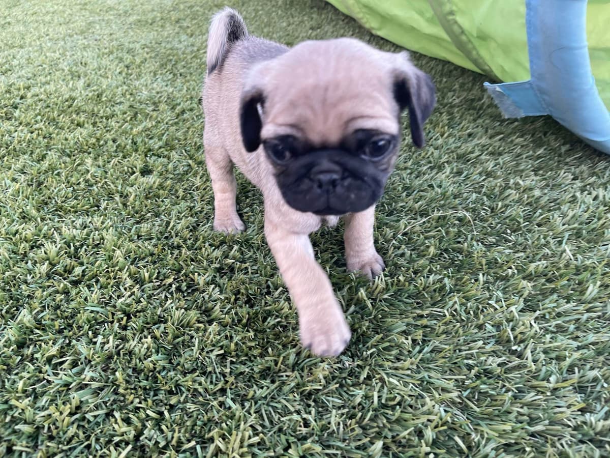 Rare AKC Black Female Pugs Ready - Huntington Beach breeder image 20