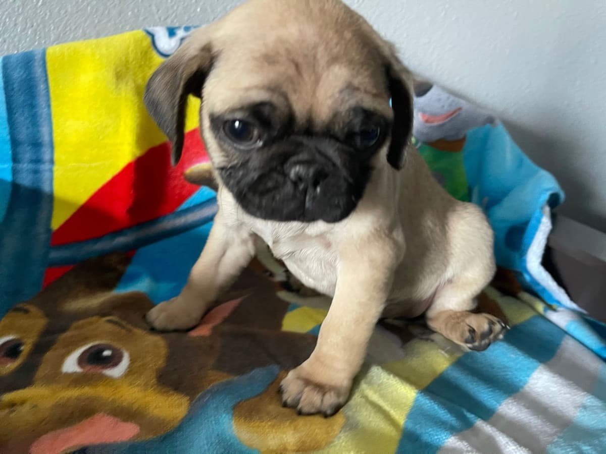 Rare AKC Black Female Pugs Ready - Huntington Beach breeder image 21