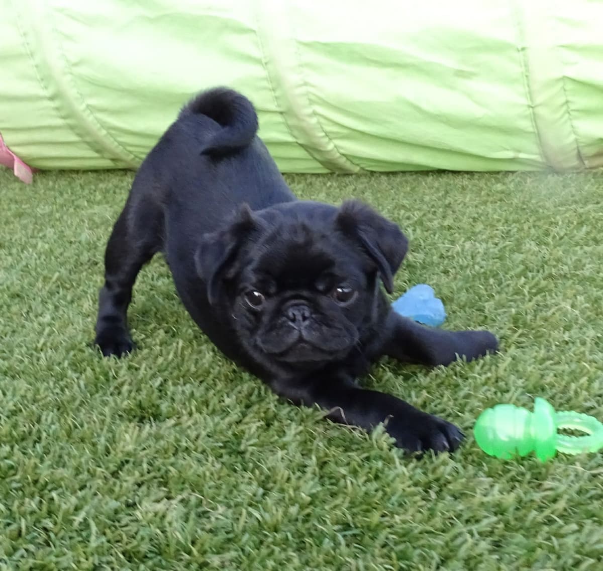 Rare AKC Black Female Pugs Ready - Huntington Beach breeder image 22