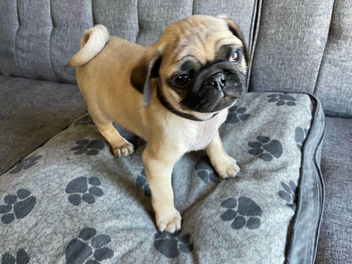 Rare AKC Black Female Pugs Ready - Huntington Beach breeder image 23
