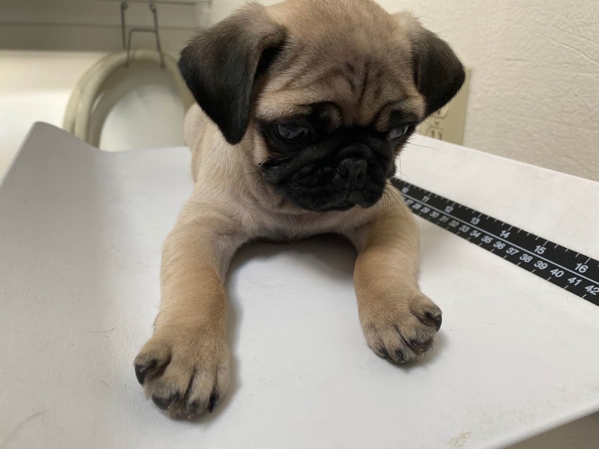 Rare AKC Black Female Pugs Ready - Huntington Beach breeder image 24