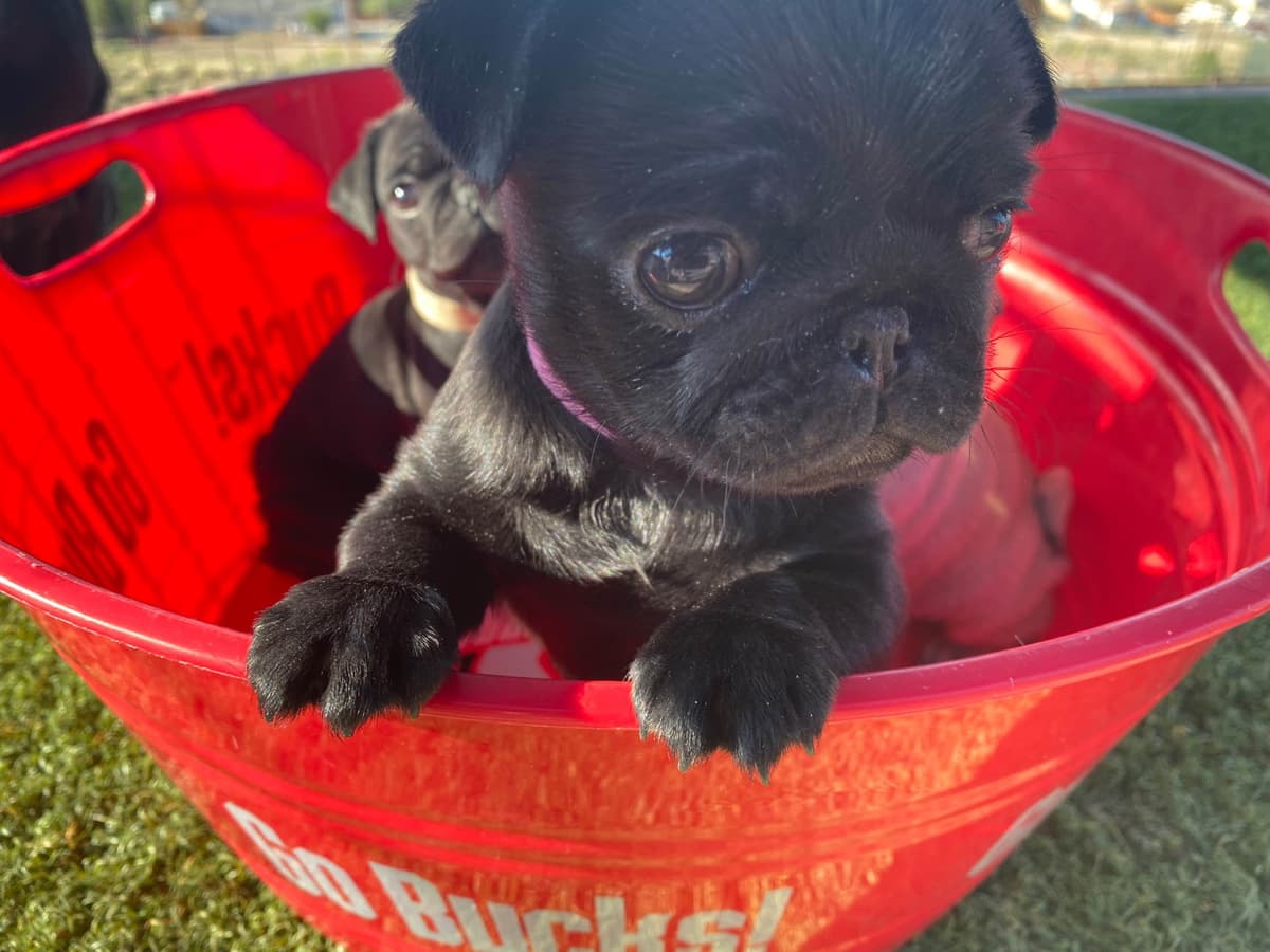 Rare AKC Black Female Pugs Ready - Huntington Beach breeder image 25