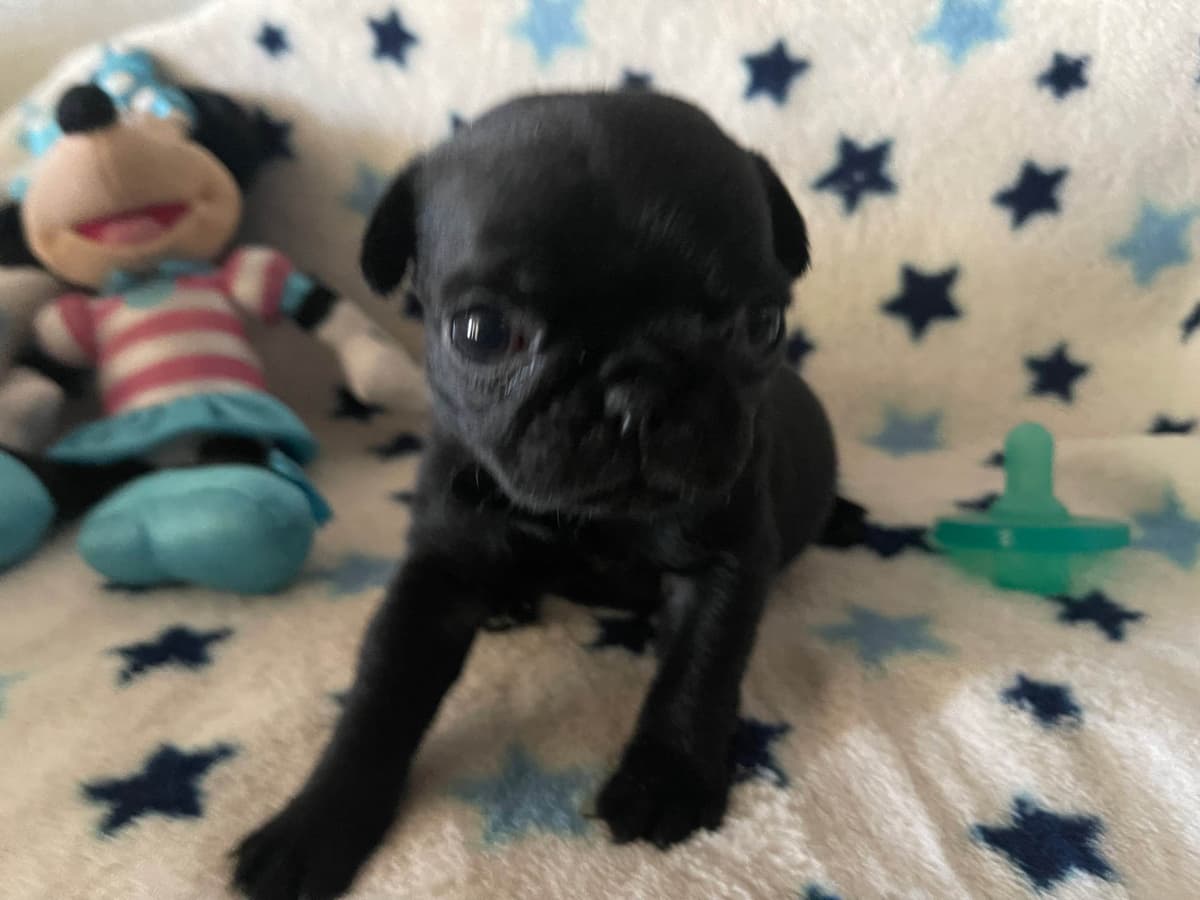 Rare AKC Black Female Pugs Ready - Huntington Beach breeder image 26