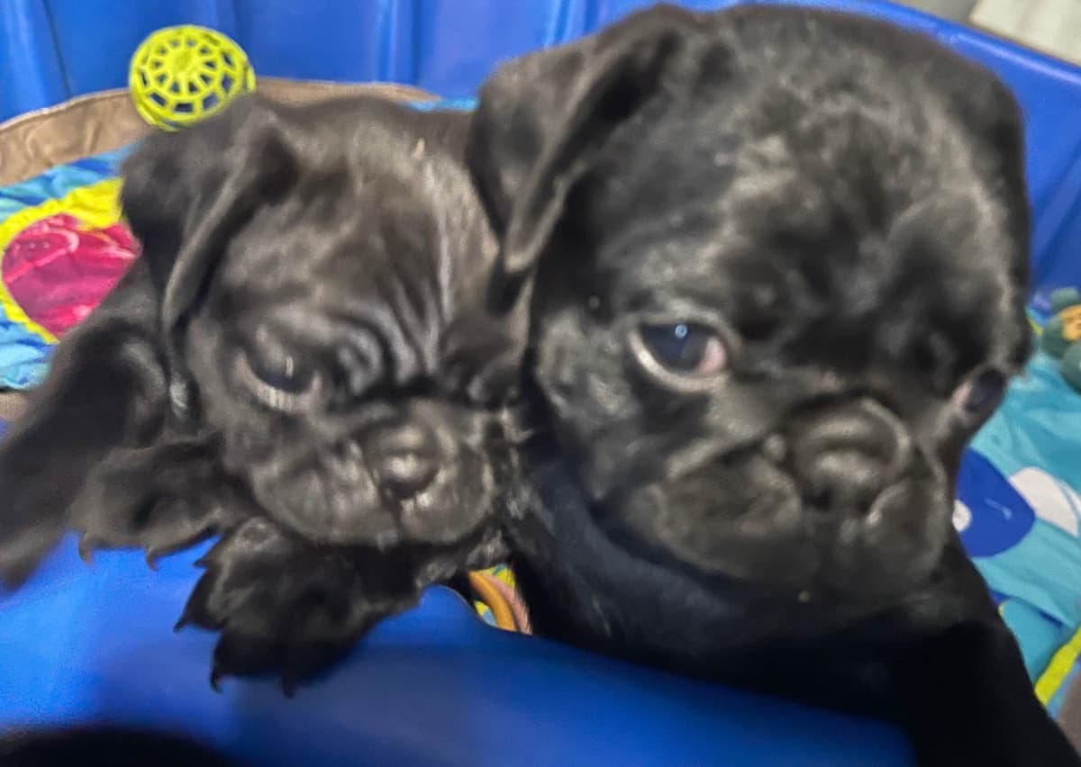 Rare AKC Black Female Pugs Ready - Huntington Beach breeder image 28