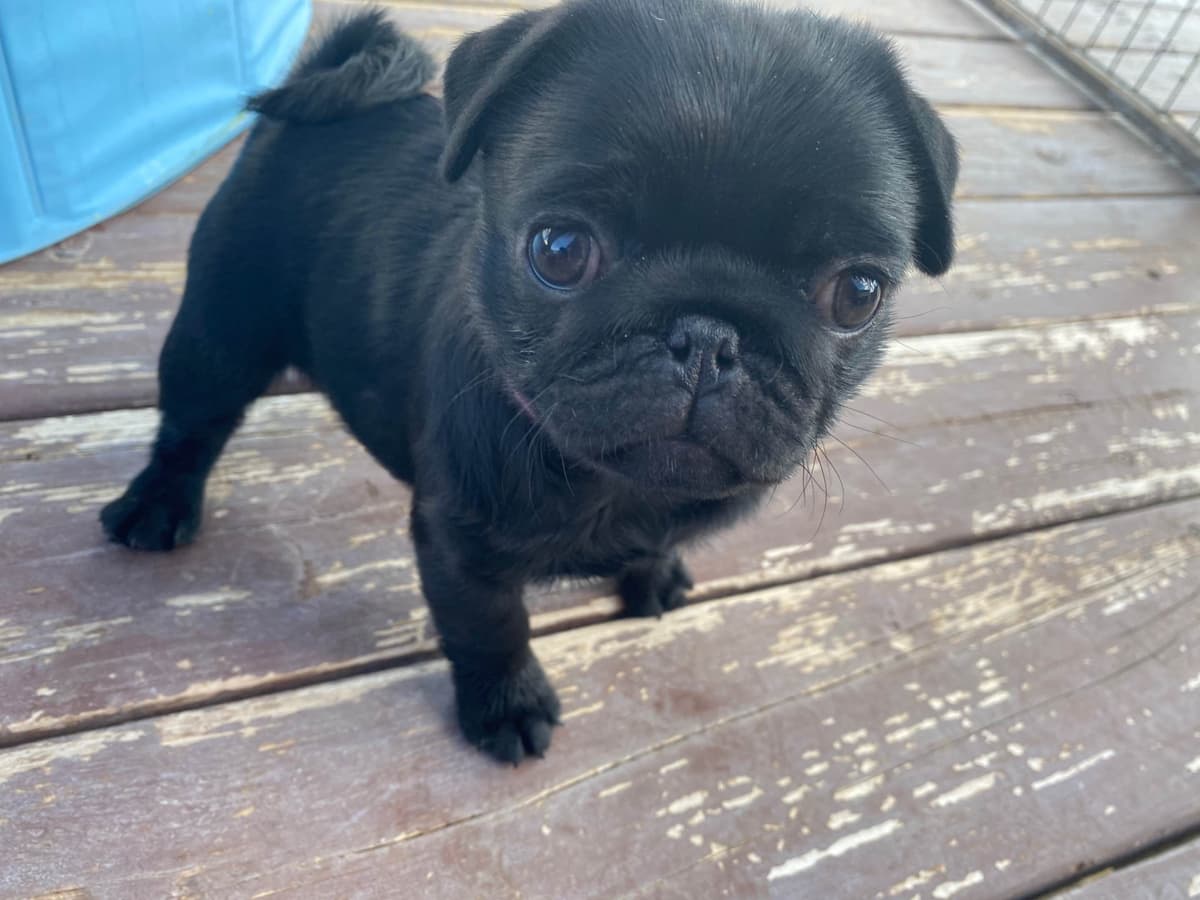 Rare AKC Black Female Pugs Ready - Huntington Beach breeder image 27