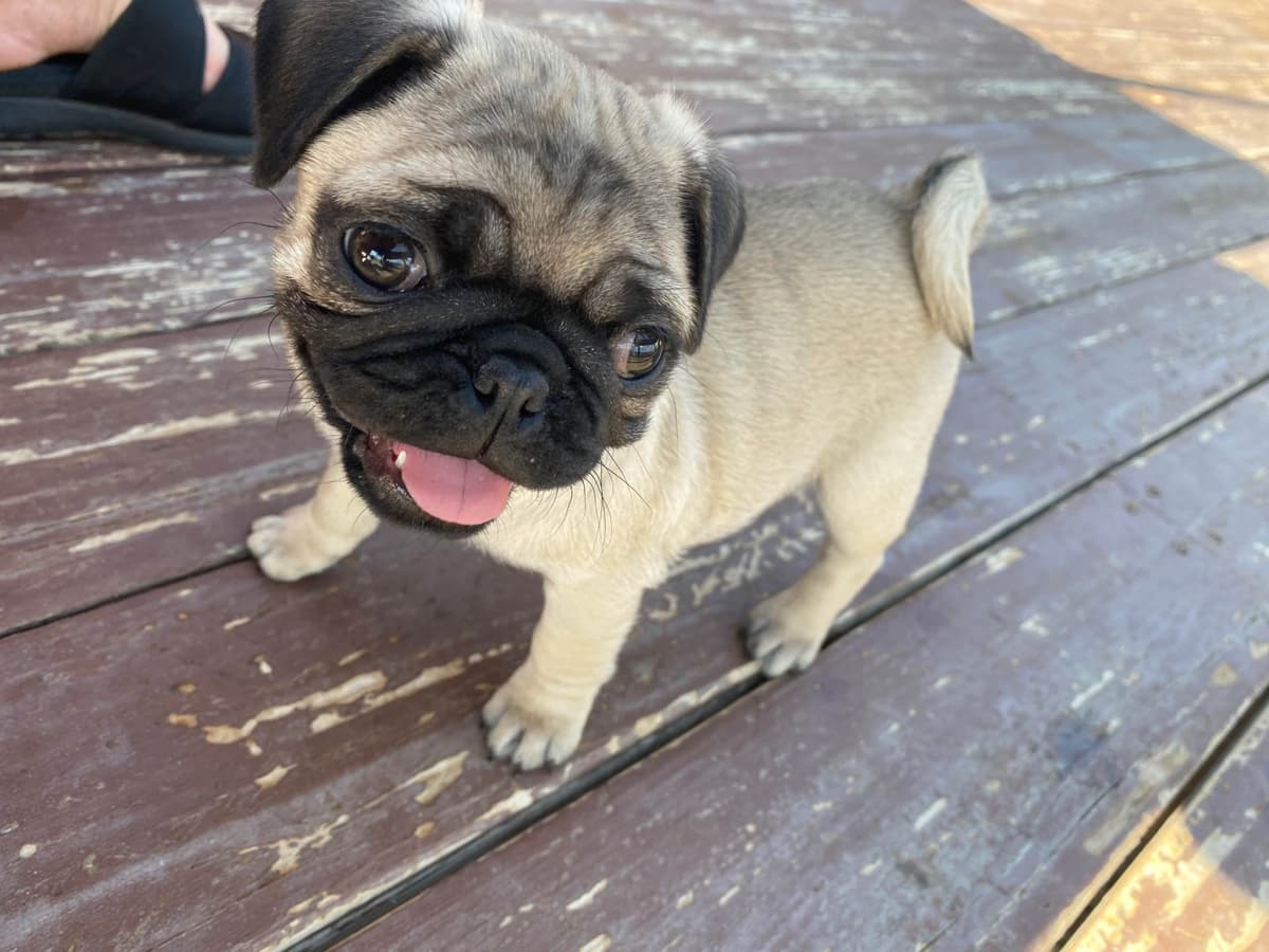 Rare AKC Black Female Pugs Ready - Huntington Beach breeder image 1