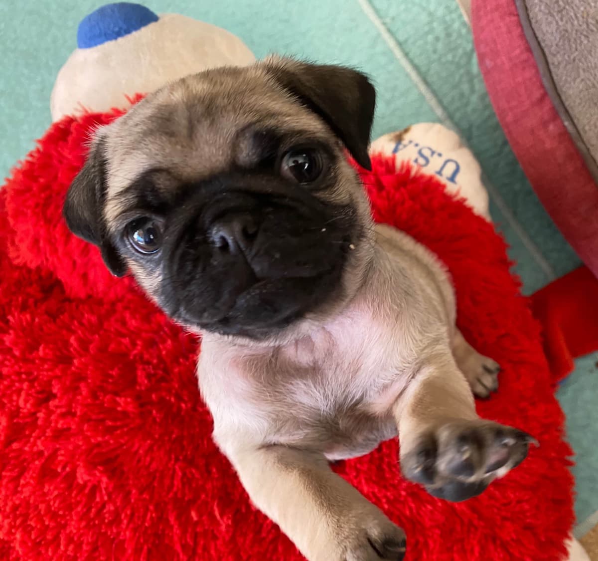 Rare AKC Black Female Pugs Ready - Huntington Beach breeder image 29