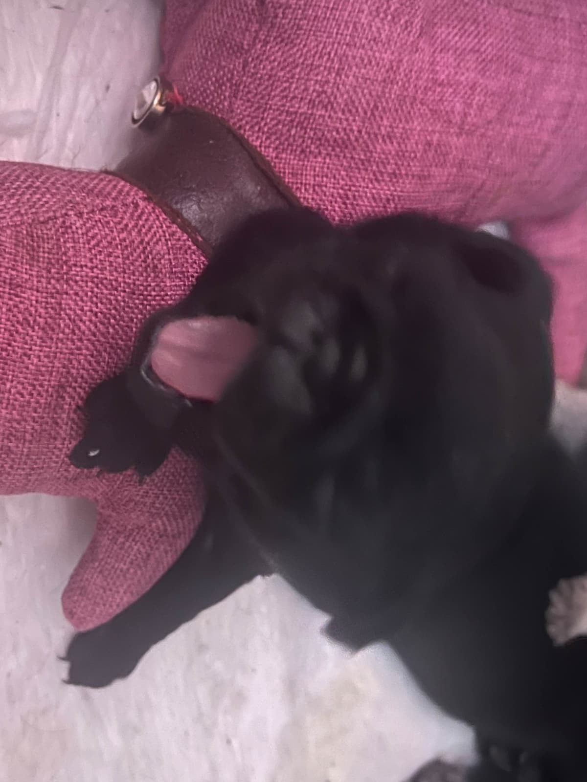 Rare AKC Black Female Pugs Ready - Huntington Beach breeder image 30