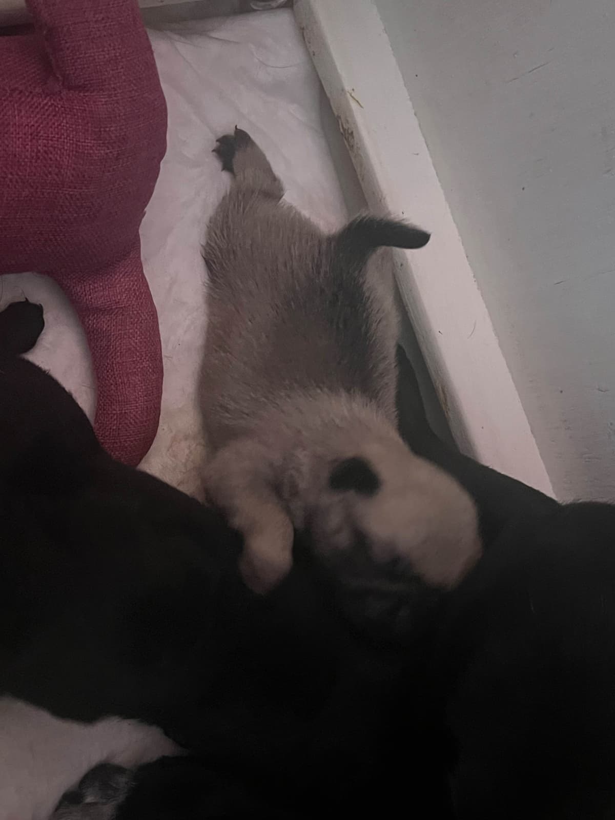 Rare AKC Black Female Pugs Ready - Huntington Beach breeder image 31