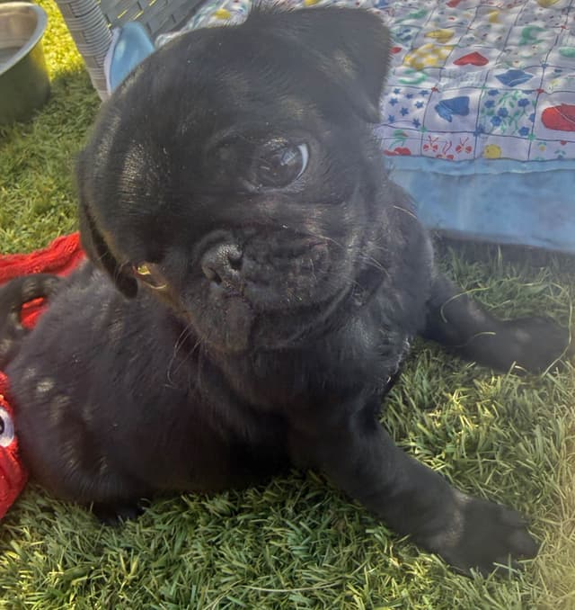 Rare AKC Black Female Pugs Ready - Huntington Beach media 2