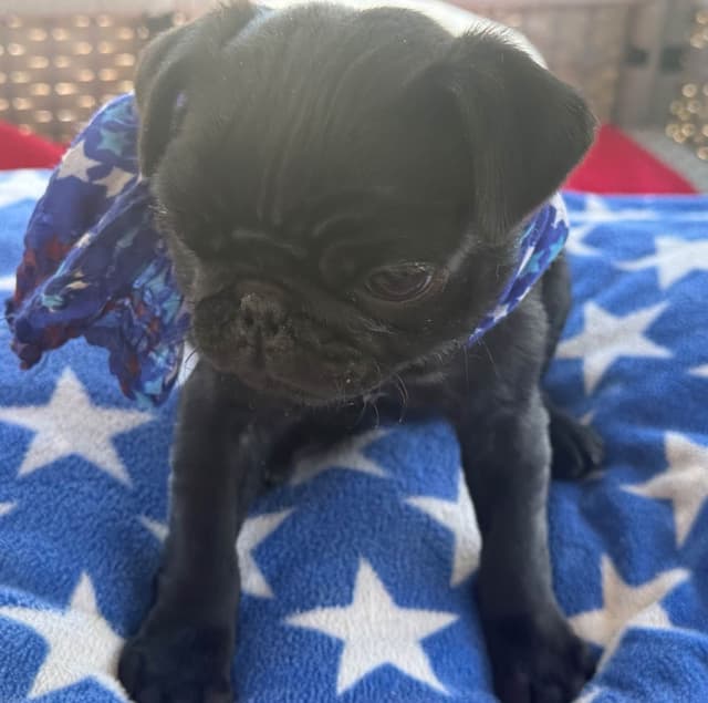 Rare AKC Black Female Pugs Ready - Huntington Beach media 3