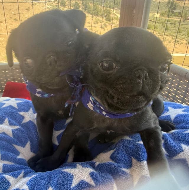 Rare AKC Black Female Pugs Ready - Huntington Beach media 4