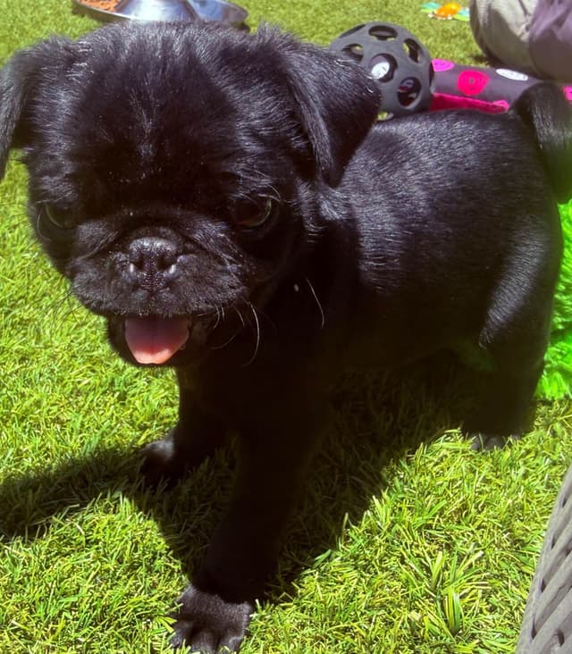 Rare AKC Black Female Pugs Ready - Huntington Beach media 5