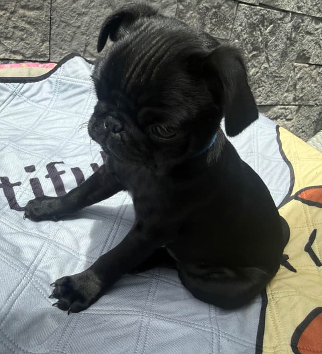 Rare AKC Black Female Pugs Ready - Huntington Beach media 7