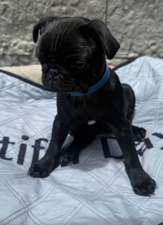 Rare AKC Black Female Pugs Ready - Huntington Beach media 8