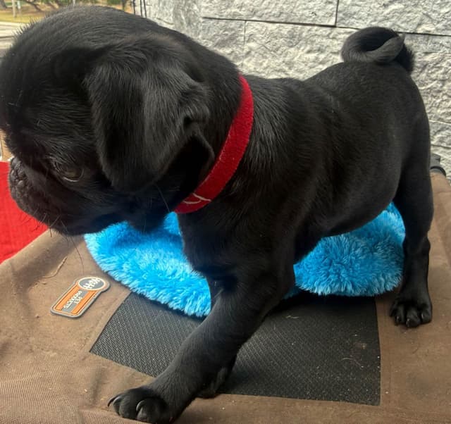 Rare AKC Black Female Pugs Ready - Huntington Beach media 9
