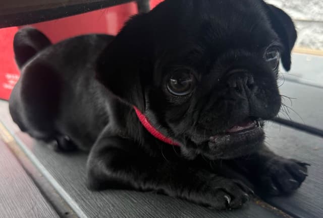 Rare AKC Black Female Pugs Ready - Huntington Beach media 10