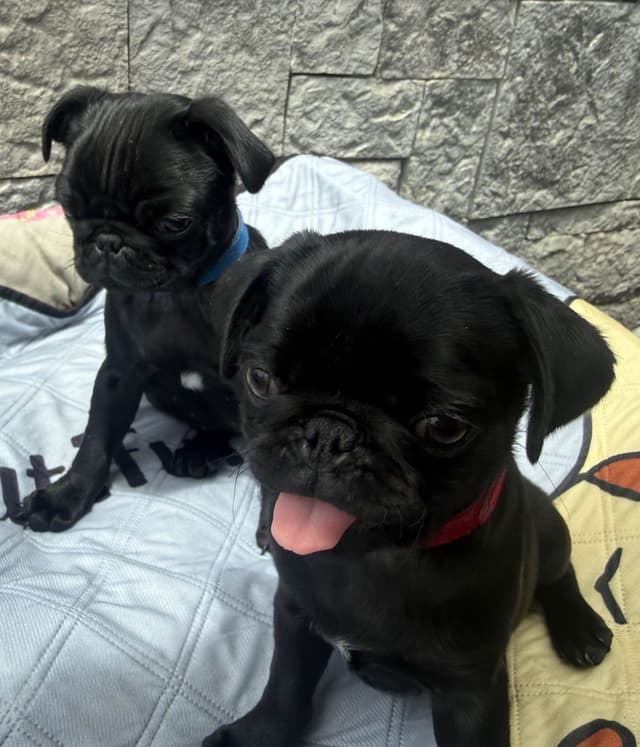 Rare AKC Black Female Pugs Ready - Huntington Beach media 11