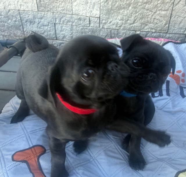 Rare AKC Black Female Pugs Ready - Huntington Beach media 12