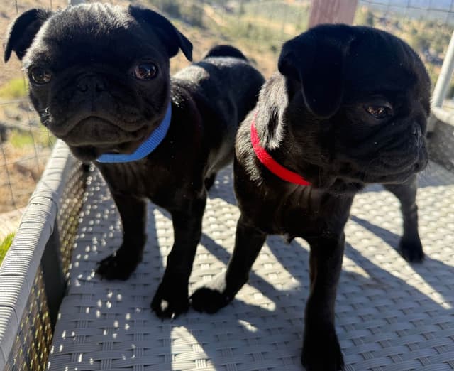 Rare AKC Black Female Pugs Ready - Huntington Beach media 13