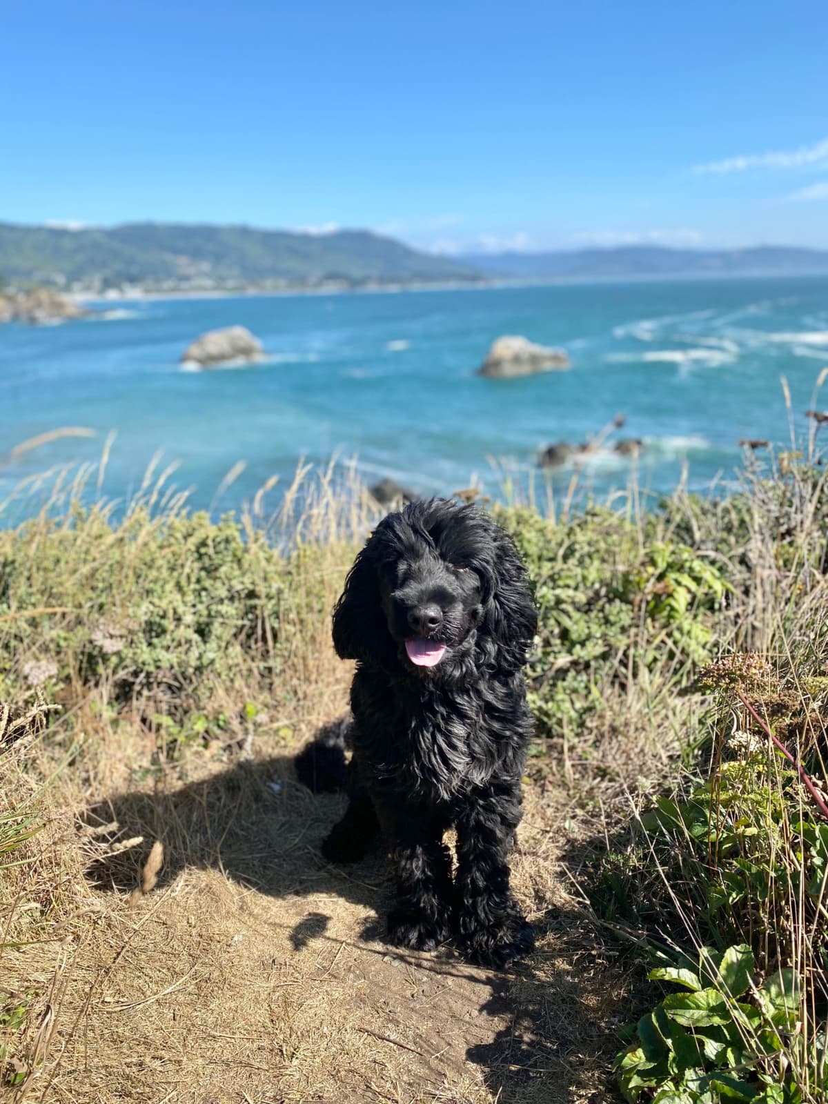 Portuguese Water Dog Puppies breeder image 1