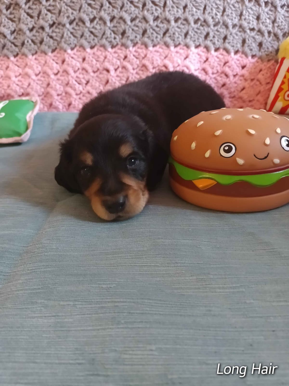 Dachshund Puppies long hair breeder image 1