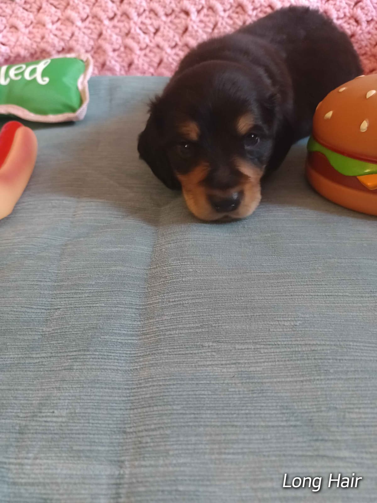 Dachshund Puppies long hair breeder image 3