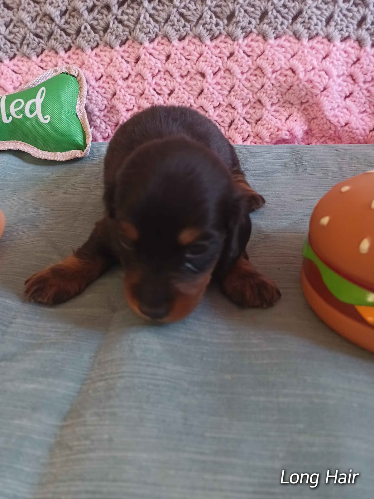 Dachshund Puppies long hair breeder image 4
