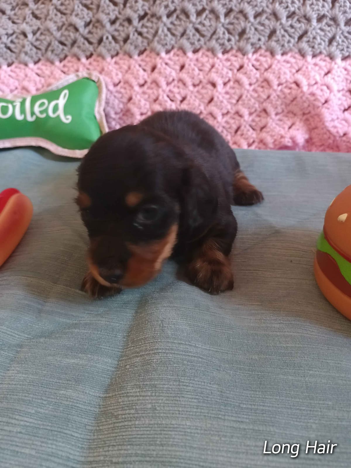Dachshund Puppies long hair breeder image 5