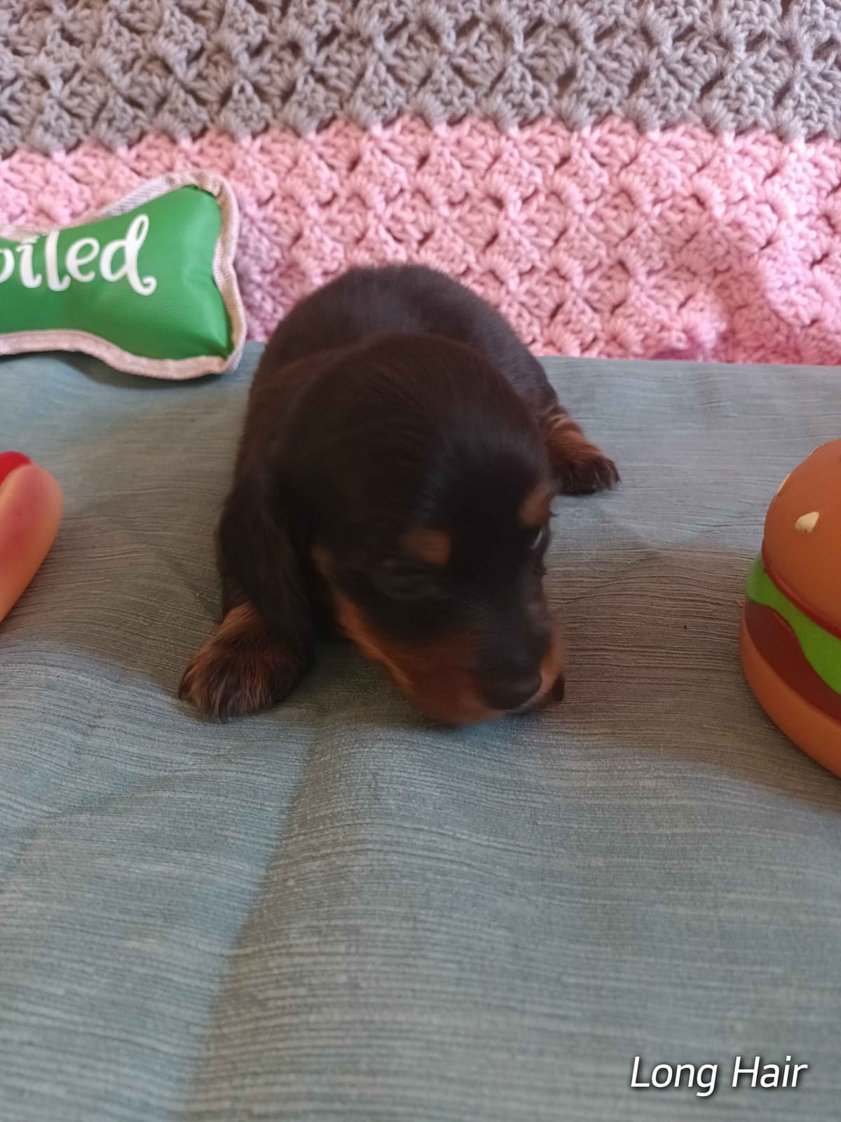 Dachshund Puppies long hair breeder image 6