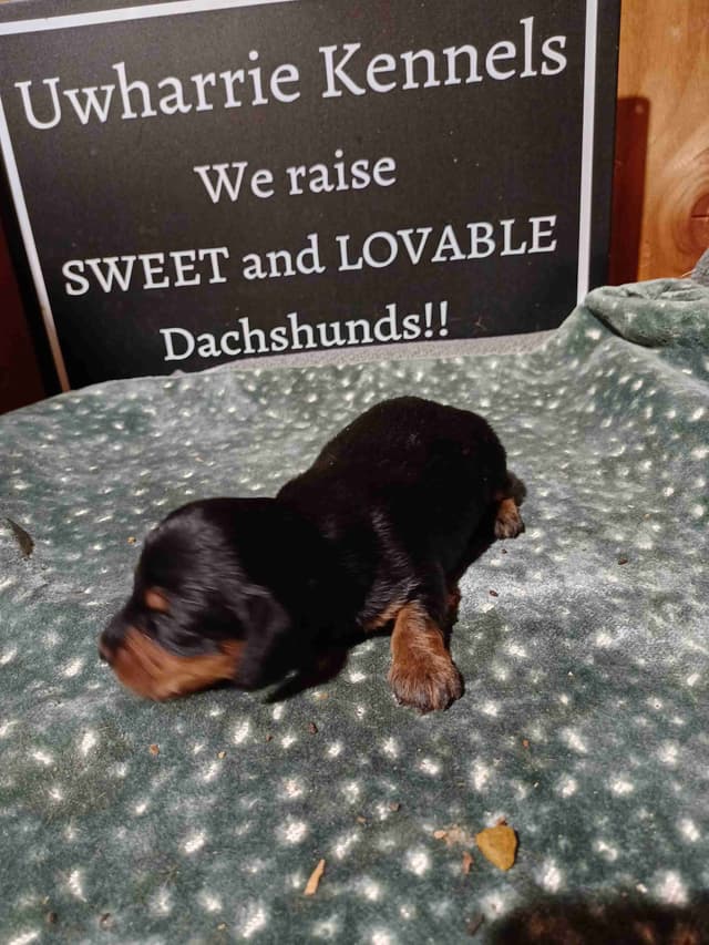 Dachshund Puppies long hair media 2