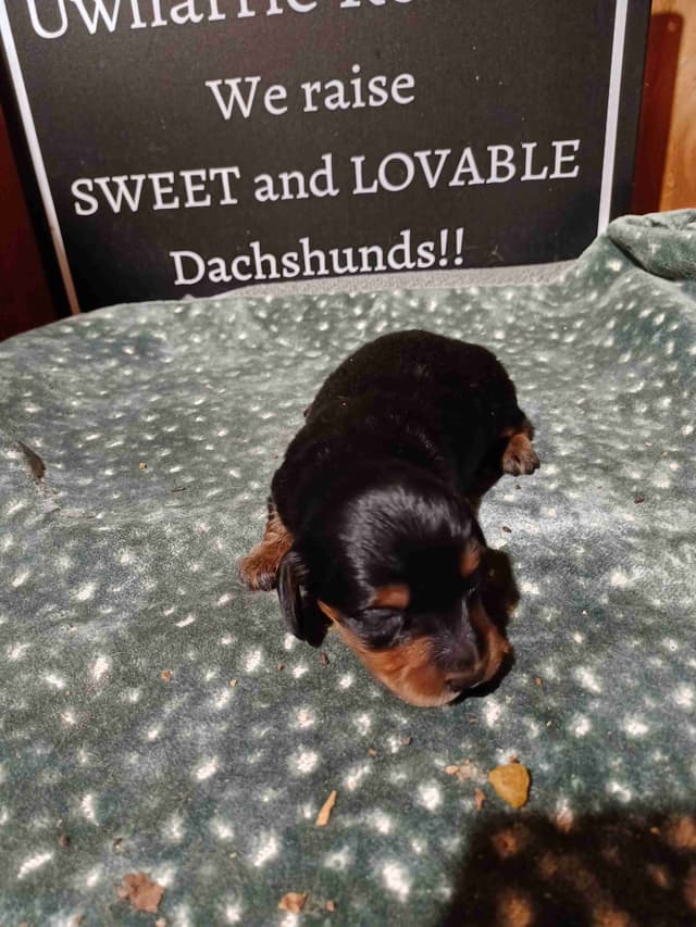 Dachshund Puppies long hair media 3