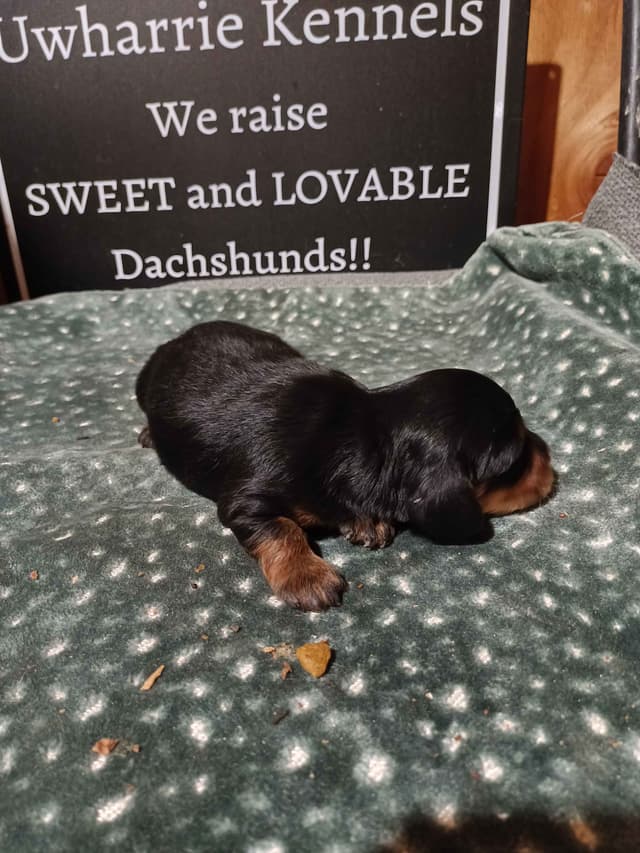 Dachshund Puppies long hair media 4